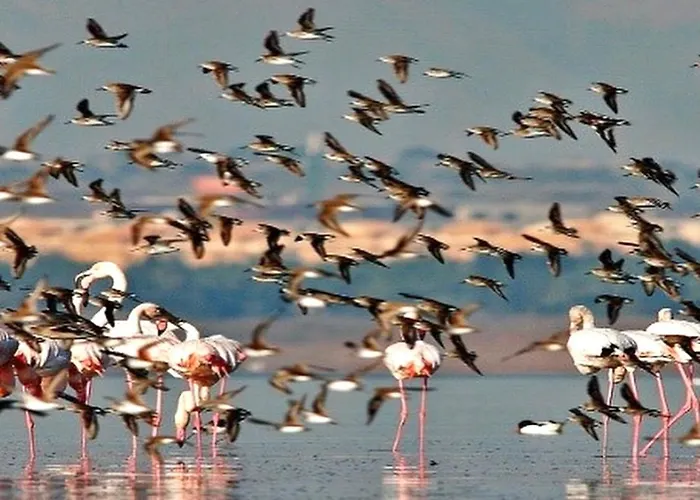 Sunny Sweet Olga * Τορεβιέχα